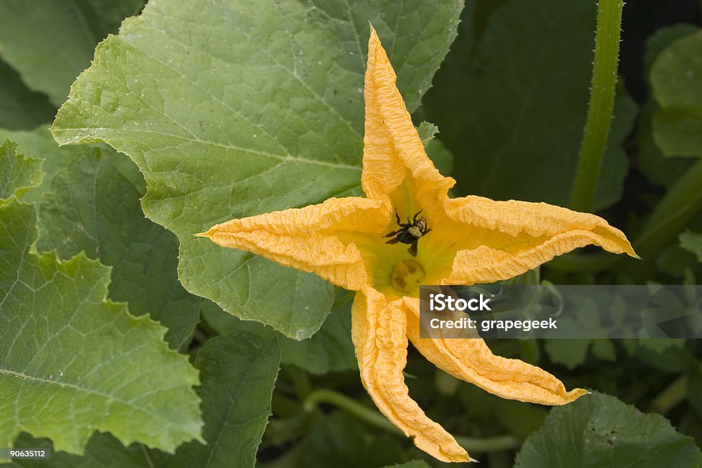 Flor de calabaza con bumble bee - Foto de stock de Abeja libre de derechos