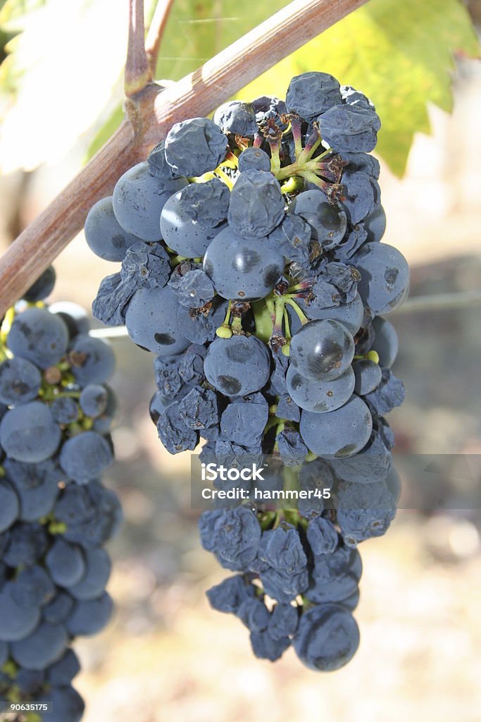 Uvas do Vale de Napa - Royalty-free Ao Ar Livre Foto de stock