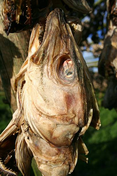 Dried fish head stock photo