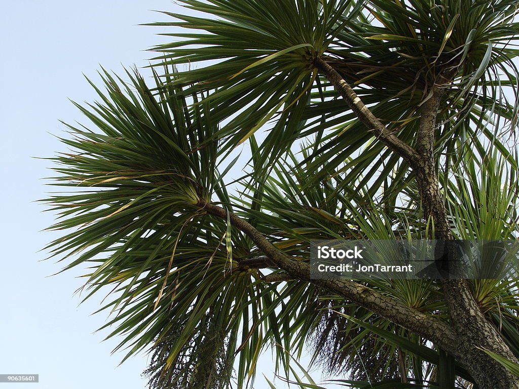 Palm Tree - Foto de stock de Azul libre de derechos