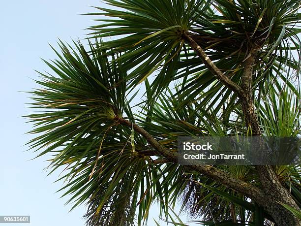 Palm Tree Foto de stock y más banco de imágenes de Azul - Azul, Cielo, Clima tropical