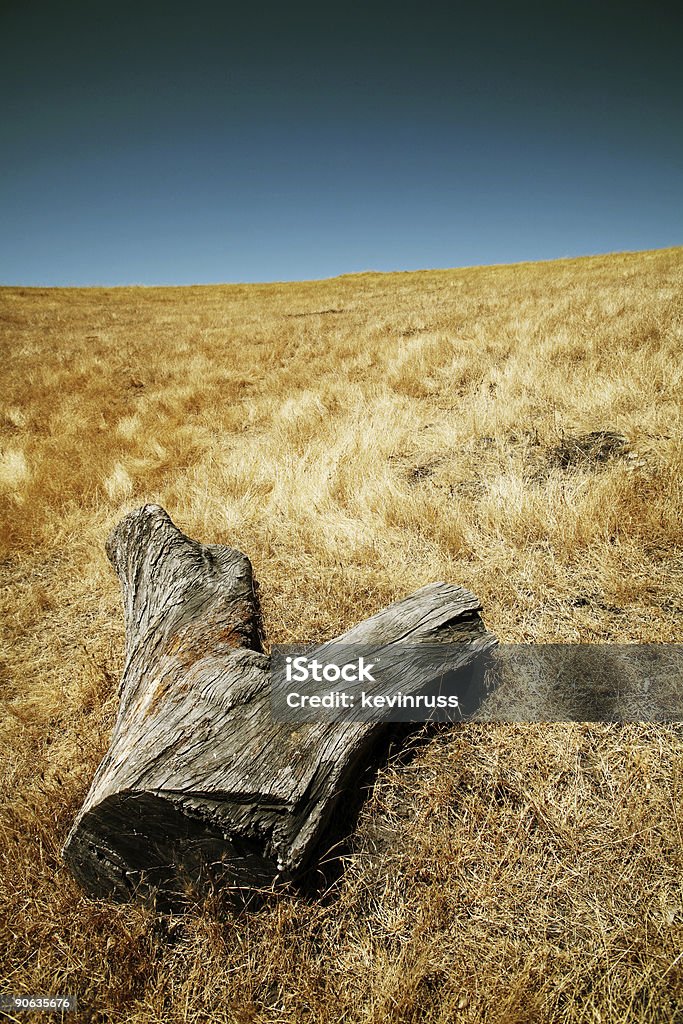 Connectez-vous dans une prairie - Photo de Aride libre de droits