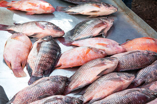 istock Fresh Tilapia Fish,traditional fish in the market 906357858