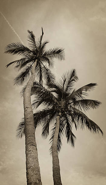 istock couple of palms 90635808