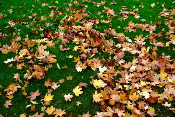 istock Yellow leaves on the grass 906359968