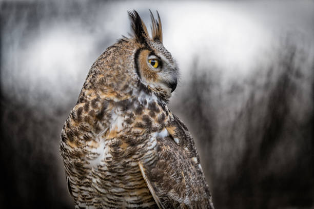 istock Close up of a grey horned owl 906360100