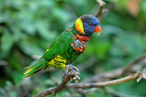 Parrot on a branch Lori parrot echo parakeet stock pictures, royalty-free photos & images