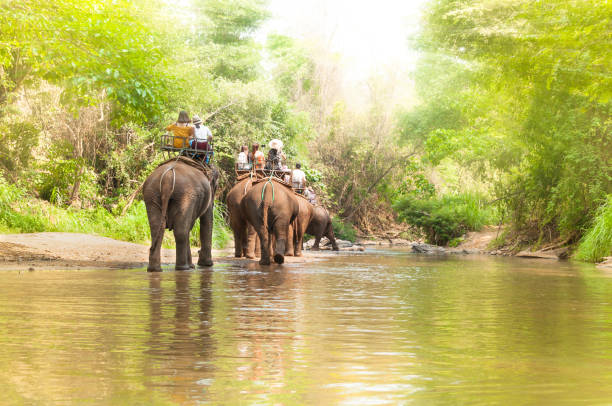 istock Group tourists to ride on elephant in forest 906360374