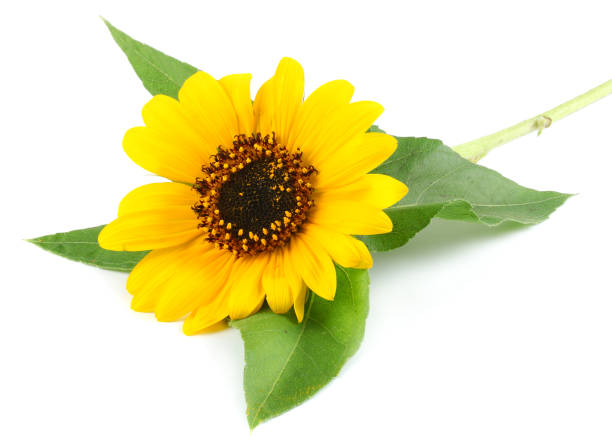 istock Sunflower with green leaf isolated on white background 906360664