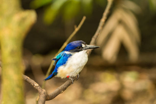 Forest kingfisher, Australia stock photo