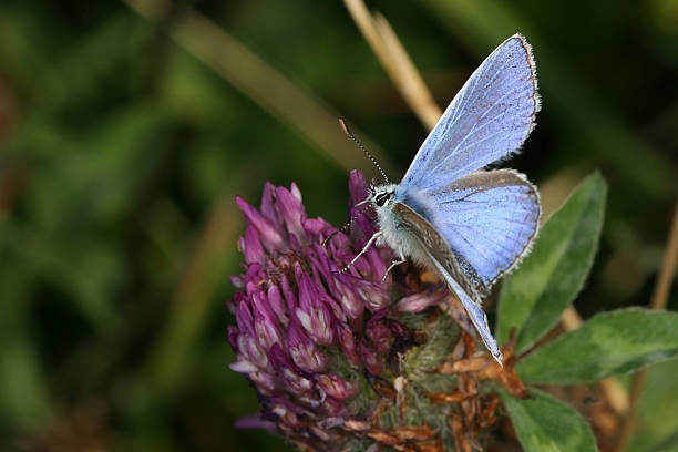 istock Butterfly Celastrina argiolus Holly Blue 90636429