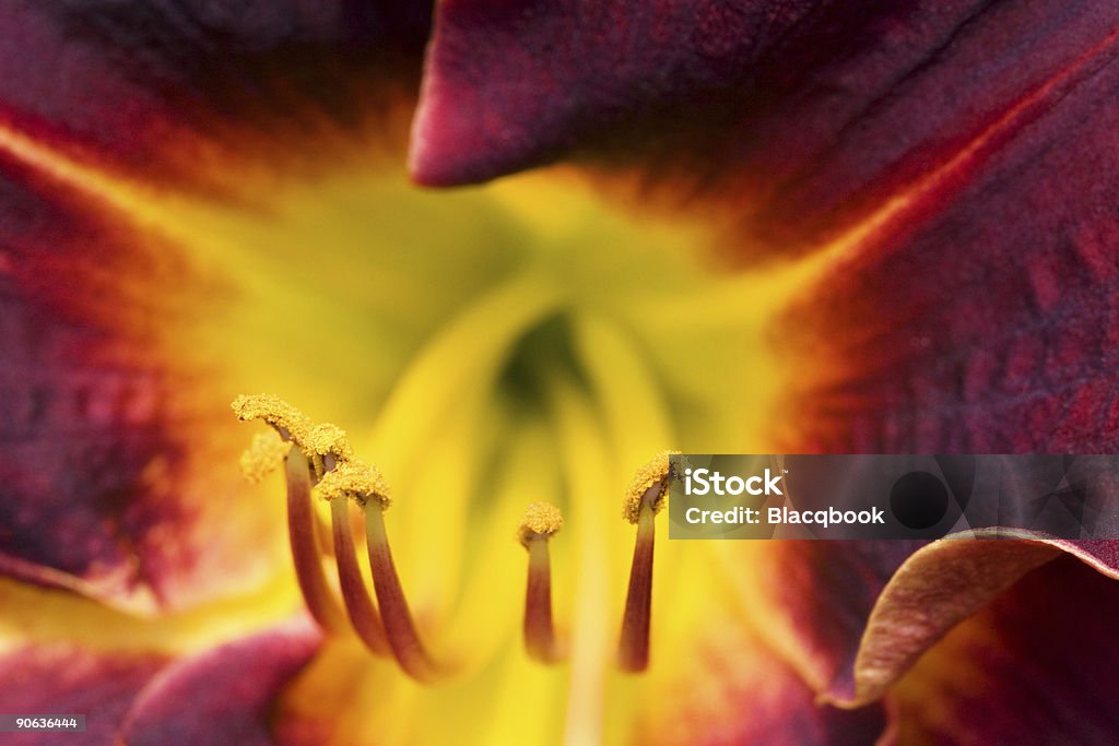 Dentro de um colorido Hemerocale - Royalty-free Abstrato Foto de stock