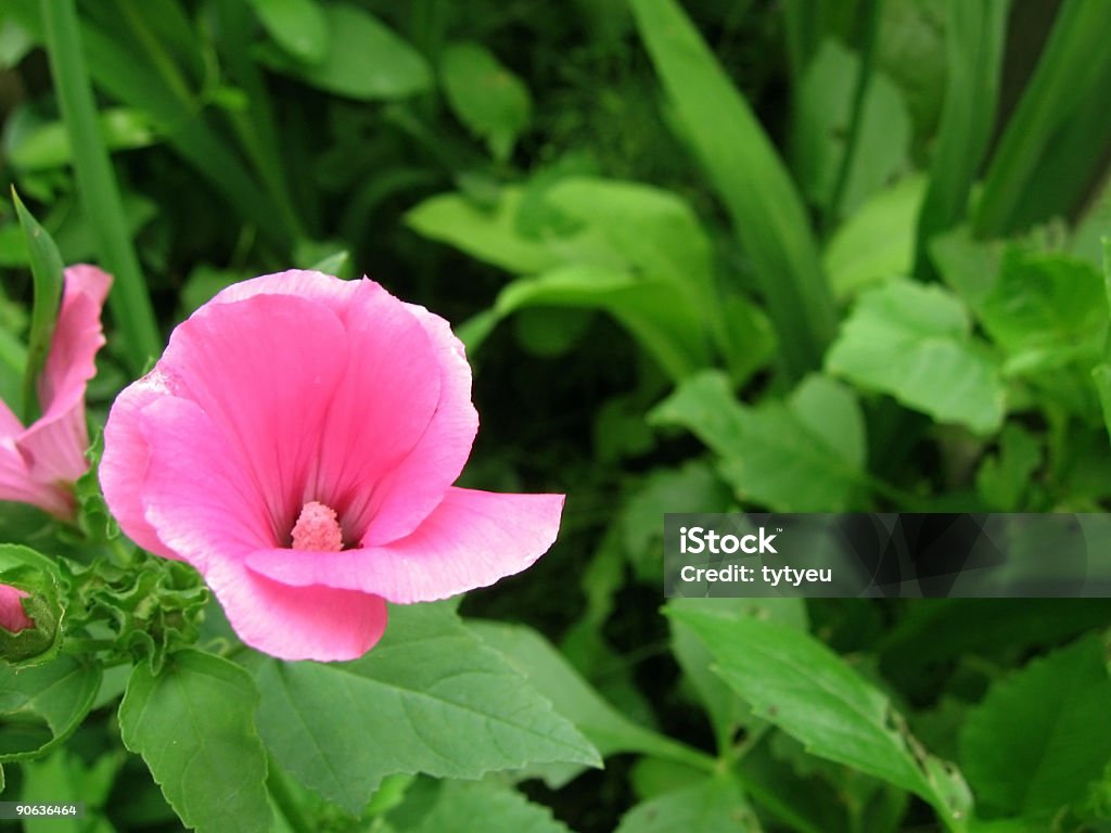 Rosa petunia - Foto de stock de Aire libre libre de derechos