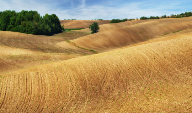 istock hilly field. picturesque hilly line 906366084