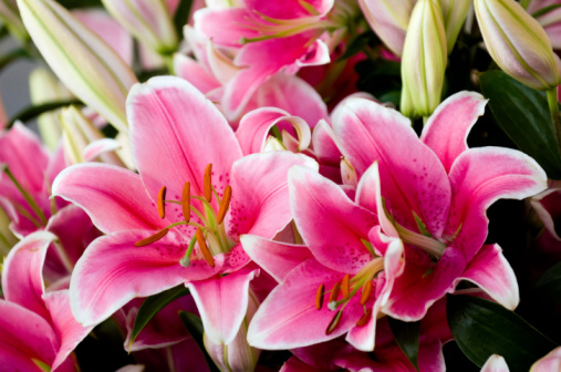Glorious colors of an \\'Oriental\\' lily specimen.