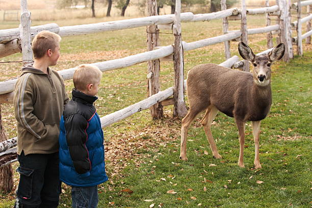 istock Young boys look at wild mule deer next to them 90636777