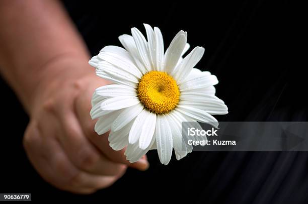 Photo libre de droit de Daisy banque d'images et plus d'images libres de droit de Amour - Amour, Blanc, Camomille - Fleur des zones tempérées