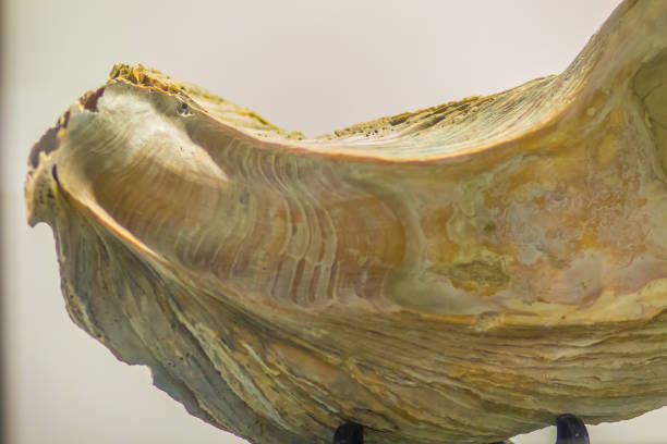 fóssil gigante de ostra do pacífico (crassostrea gigas) para a educação. crassostrea gigas é comumente conhecido como ostra, ostra japonesa ou ostra de miyagi - crassostrea - fotografias e filmes do acervo