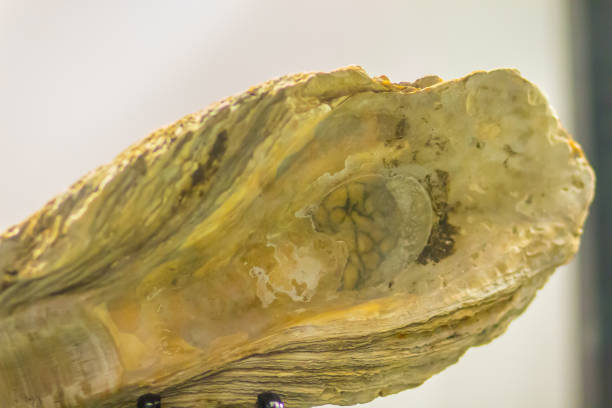 fóssil gigante de ostra do pacífico (crassostrea gigas) para a educação. crassostrea gigas é comumente conhecido como ostra, ostra japonesa ou ostra de miyagi - crassostrea - fotografias e filmes do acervo