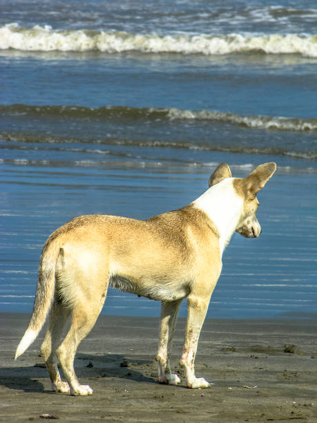 istock Dog on the beach in Brazil 906372298