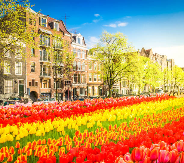 istock Houses of Amsterdam, Netherlands 906372388