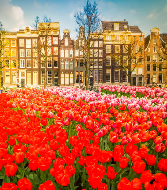 istock Houses of Amstardam, Netherlands 906372528