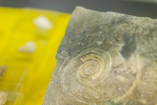 istock Gastropod shell fossil for education back to the early Cambrian. The gastropod shell consists of a single valve, unlike bivalves. 906372682