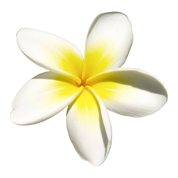 indian gelsomino su bianco (frangipani - frangipanni foto e immagini stock