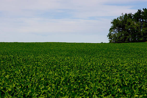 Farmland with Blue Sky stock photo