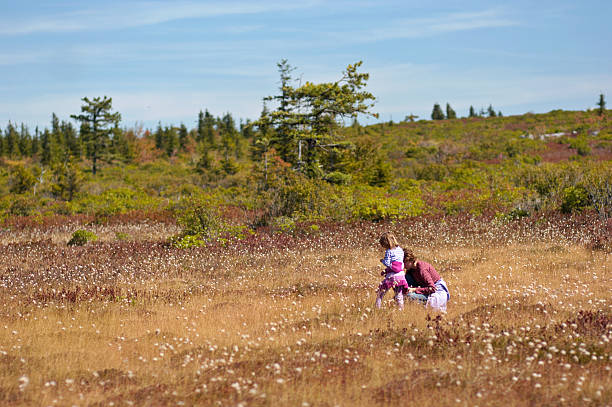 Mom with daughter piking cranberry  marshwort stock pictures, royalty-free photos & images