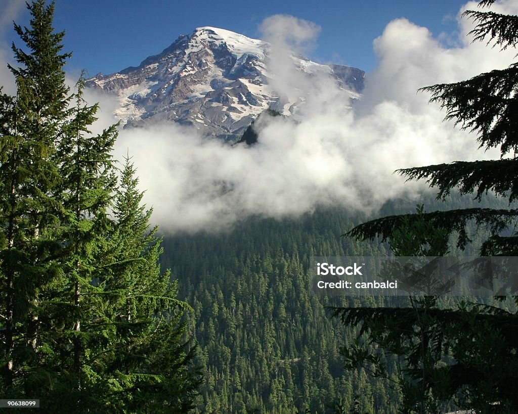 Monte rainier - Foto stock royalty-free di Albero