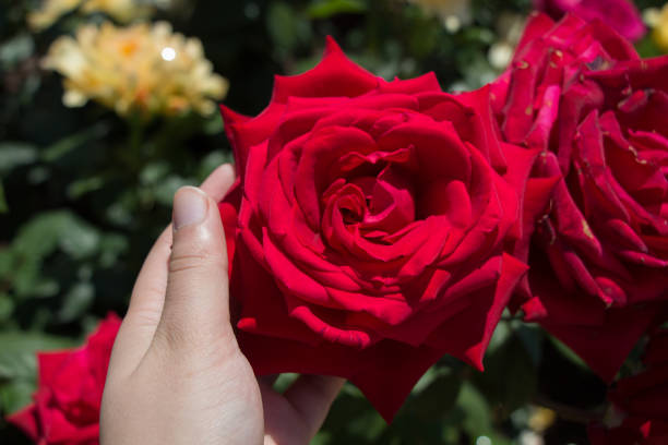 istock Hand holding  roses in a rose  garden 906384136