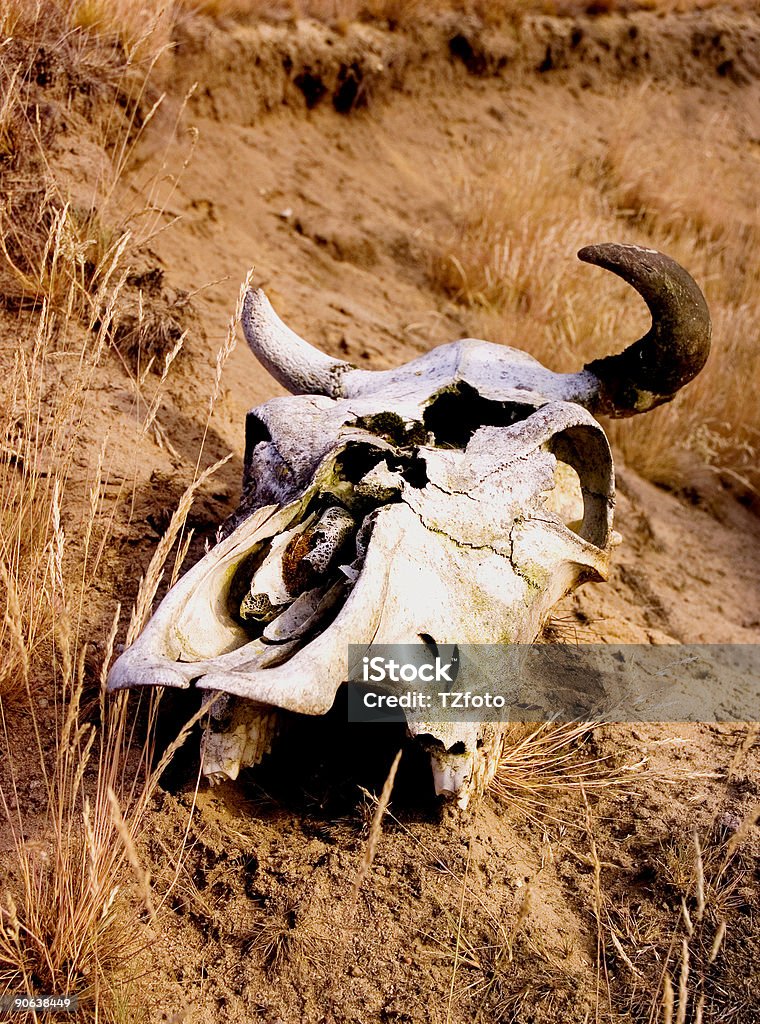 Cráneo de vaca 3 - Foto de stock de Colina libre de derechos