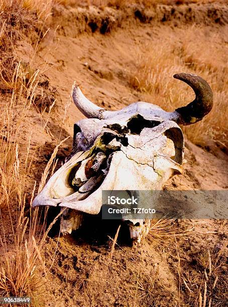 Photo libre de droit de Motif De Crâne De Vache 3 banque d'images et plus d'images libres de droit de Colline - Colline, Végétation fanée, Agneau - Animal