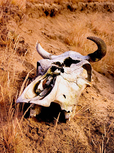 istock Skull Of Cow 3 90638449
