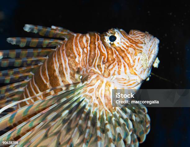 Tropical Fish Stock Photo - Download Image Now - Animal, Animal Eye, Animals In Captivity