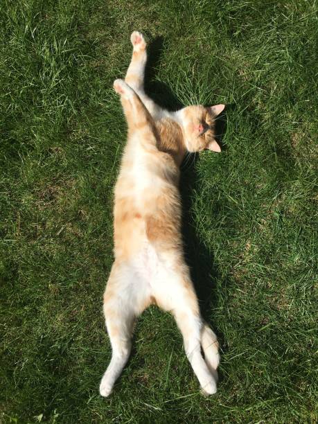 istock Ginger cat showing tummy whilst lying on lawn grass in summer 906387514