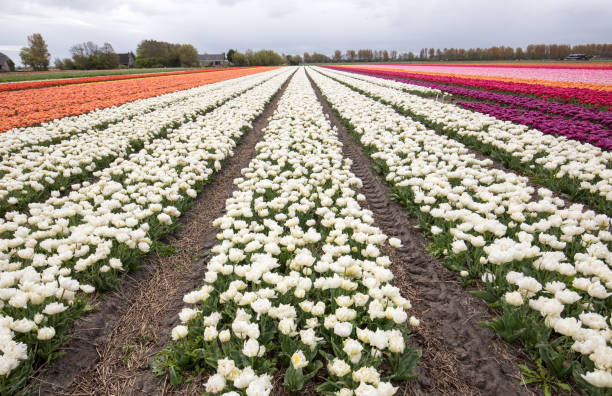 istock Tulip fields in the Bollenstreek, South Holland, Netherlands 906387650