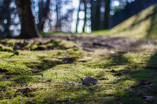 Green grass with moss in the forest surrounded by tree shadows