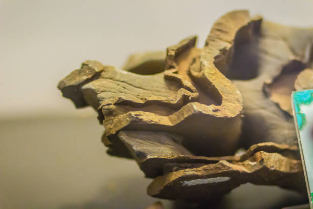 Folded rock from mining for education. Folds in rocks vary in size from microscopic crinkles to mountain-sized folds and occur singly as isolated folds and in extensive fold trains of different sizes.