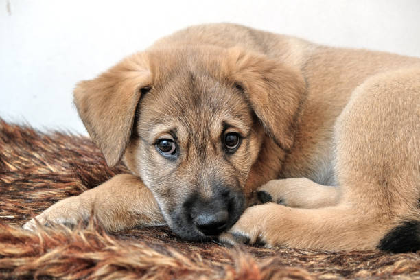 istock funny puppy Golden Retriever 906392880