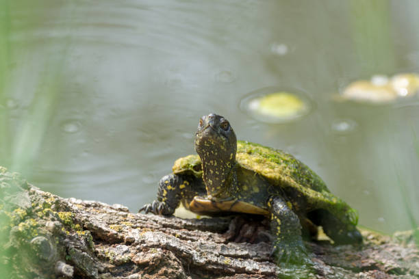 istock Green water turtle enjoing sunbath close up 906395856
