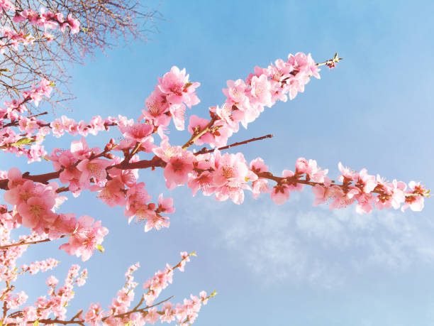 istock Cherry tree branch bud bud in bloom background as a beautiful spring flower blooming 906402530