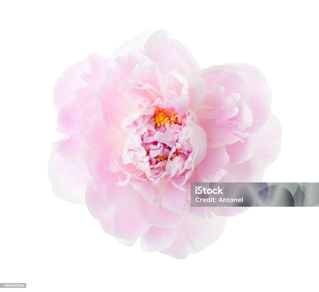 Luz peônia rosa isolada no fundo branco. - Foto de stock de Flor royalty-free
