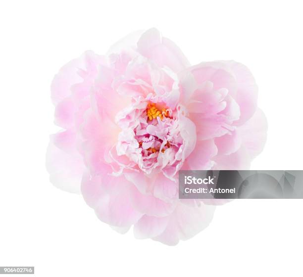 Foto de Luz Peônia Rosa Isolada No Fundo Branco e mais fotos de stock de Flor - Flor, Peônia, Aberto