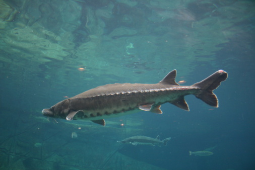 Grass carp (Ctenopharyngodon idella). Wild life animal.