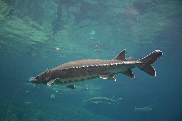 Sturgeon  sturgeon fish stock pictures, royalty-free photos & images