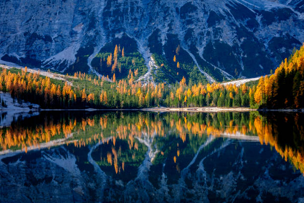 bergfelsen und herbstlichen wald spiegeln sich im wasser der pragser wildsee, dolomiten, italien - larch tree stone landscape sky stock-fotos und bilder