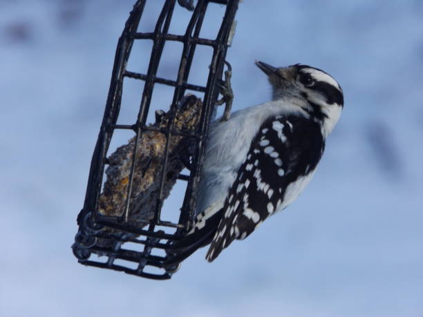 istock downy Woodpecker close-up 906411542