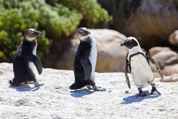 pinguim do líder - penguin leadership in a row walking - fotografias e filmes do acervo